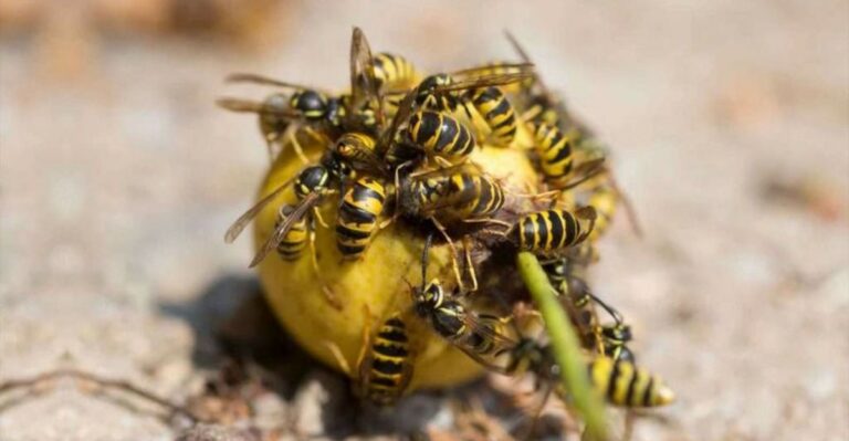 Why Yellowjackets Get More Aggressive In Ohio Yards This October