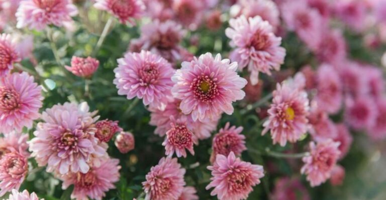 8 California Plants That Can Handle Cooler October Nights In The Right Garden Zones
