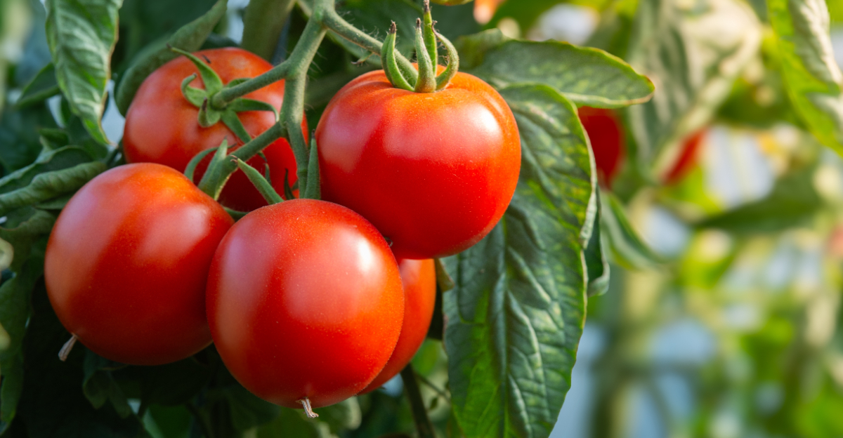 Tomato Plants (featured image)