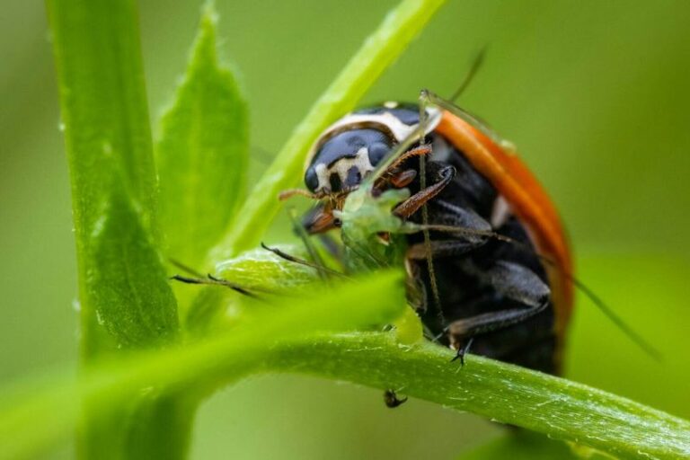 More Ladybugs Working Your Arizona Garden Means Fewer Aphids (How To Bring Them In)