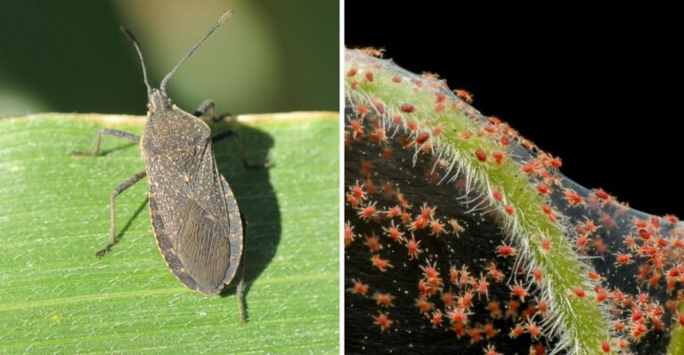 The Most Common Fall Vegetable Pests In Texas