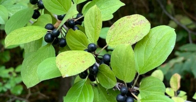 A Common Minnesota Hedge Plant Is Quietly Poisoning The Birds That Eat Its Berries
