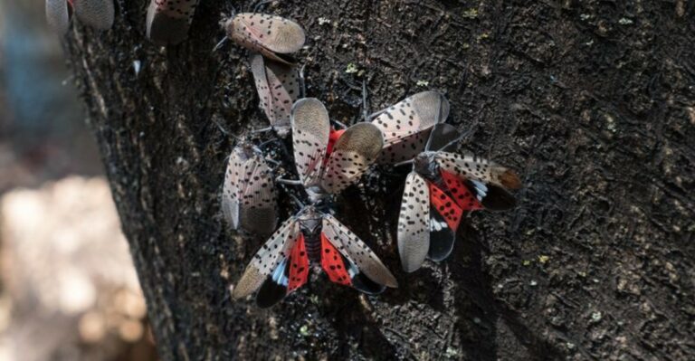 Why Do Spotted Lanternflies Prefer Some Ohio Yards Over Others