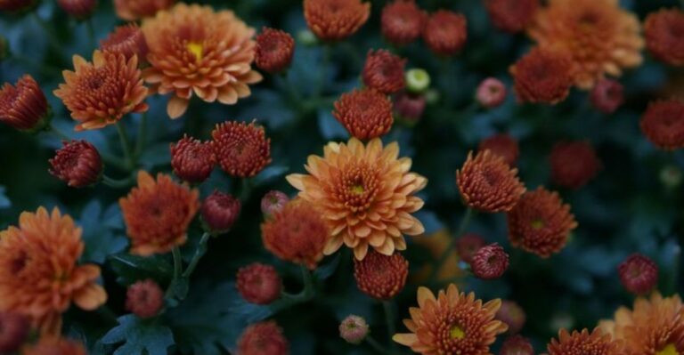 Your New York Fall Mums Hate These Spots, And Winter Makes It Worse