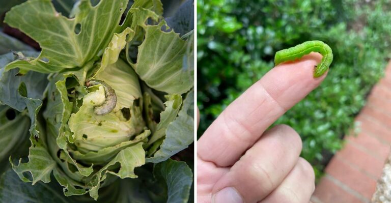 The October Pest Every Texas Vegetable Gardener Should Watch For