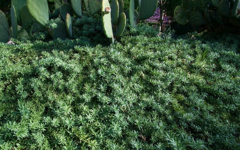 Native Arizona Ground Covers That Smother Weeds Better Than Mulch Ever Will