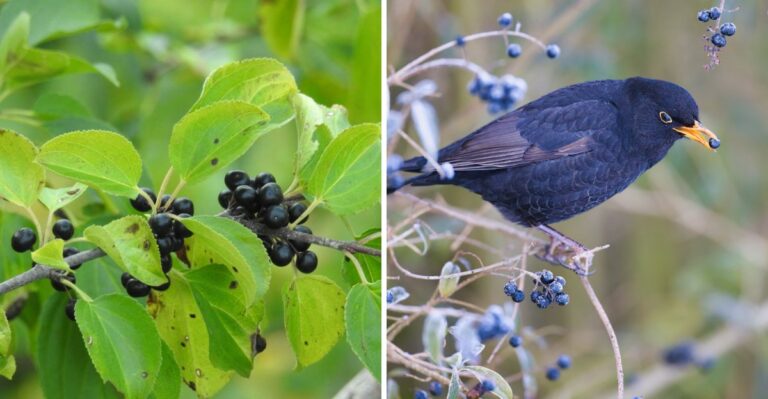 This Invasive Shrub Becomes Easy To Spot In Minneapolis And St Paul Yards Each Fall