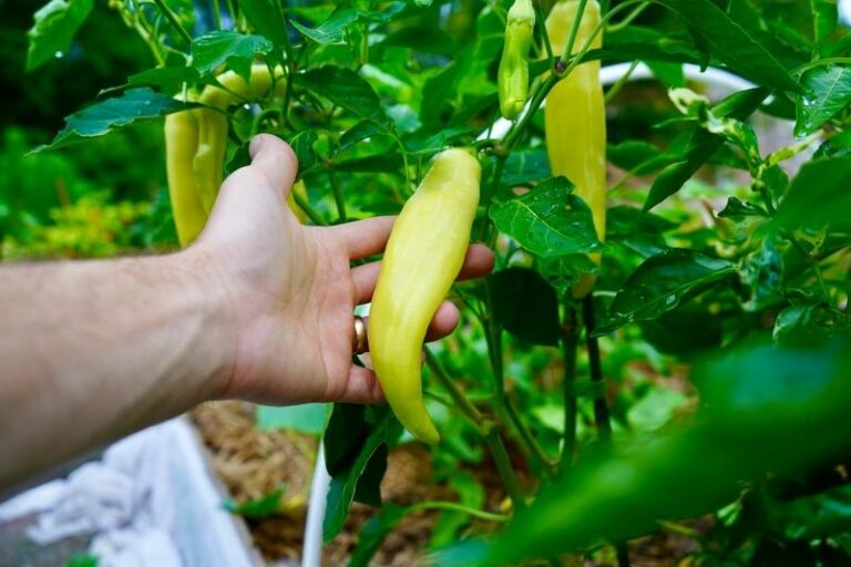 Does A Banana Really Help Arizona Chili Peppers Produce More? Here Is What The Evidence Shows