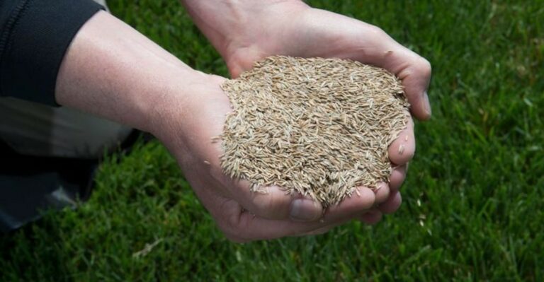 How Late Is Too Late To Seed An Ohio Lawn This October