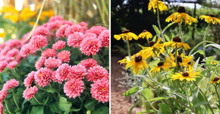 The Pennsylvania Perennials You Should Never Cut Back In October