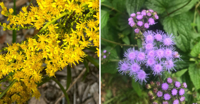 Plant These Georgia Natives In September For A Yard That Comes Alive This Fall