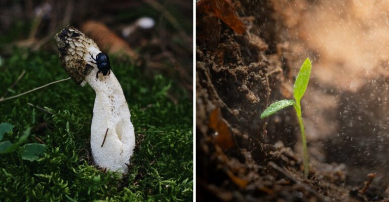 A Foul Smelling Horn Shaped Growth Is Popping Up In Iowa Mulch Beds Right Now