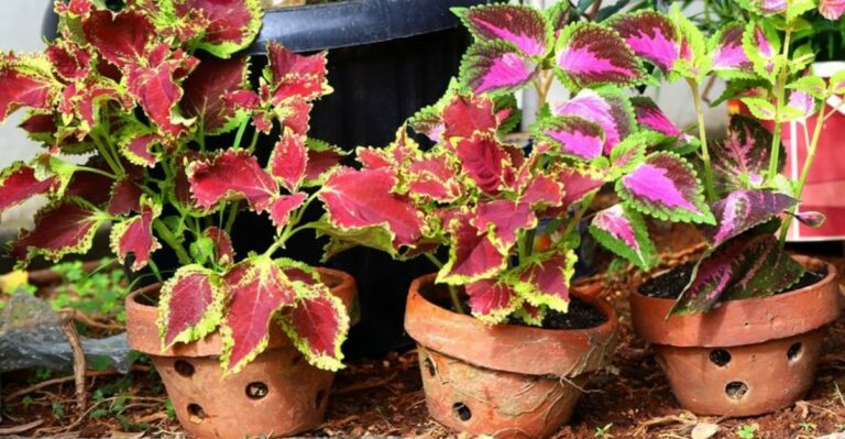 Can You Keep Coleus Alive Through An Ohio Winter?