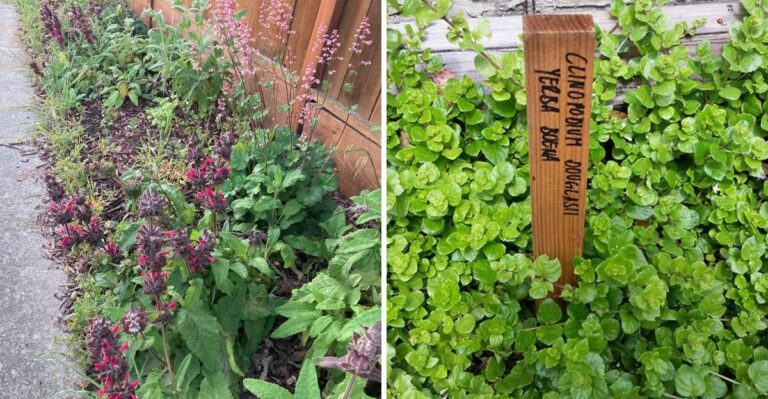 Why California Gardeners Are Planting Native Groundcovers Along Bare Soil This Fall