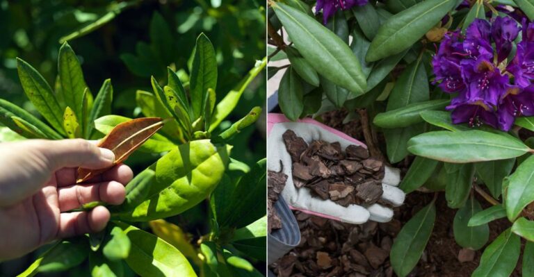 What Oregon Rhododendrons Need Before October Or Next Year’s Buds Won’t Form