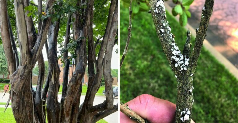 This Invasive Pest Is Spreading Across Texas Crape Myrtles Faster Than Anyone Expected