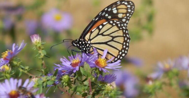 Monarchs Are Moving Through Missouri Yards In Steady Numbers This Month