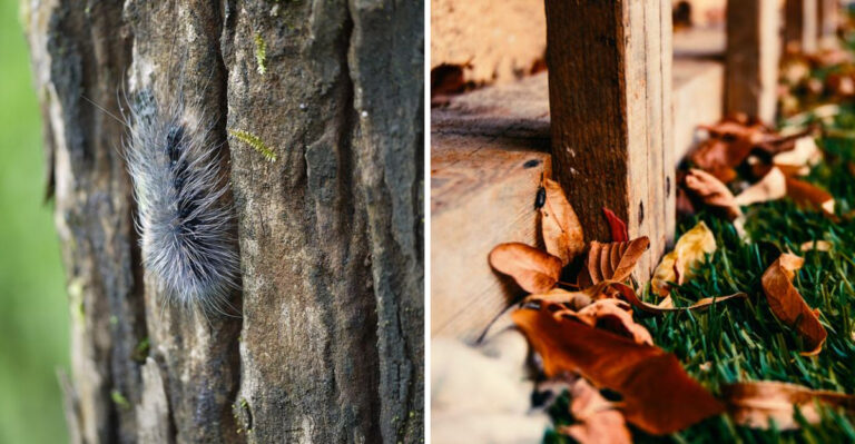 What’s Behind The Woolly Bear Caterpillars Crossing Minnesota Yards This Fall