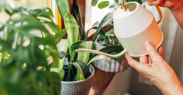 How Much To Cut Back On Watering Your Houseplants Once You Move Them Indoors In North Carolina