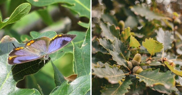 Colorado’s Official State Insect Is Quietly Laying Eggs On Oak Twigs Right Now