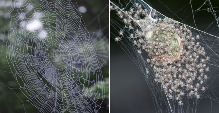 8 Reasons Garden Spiders Are Spinning Bigger Webs Across New Jersey