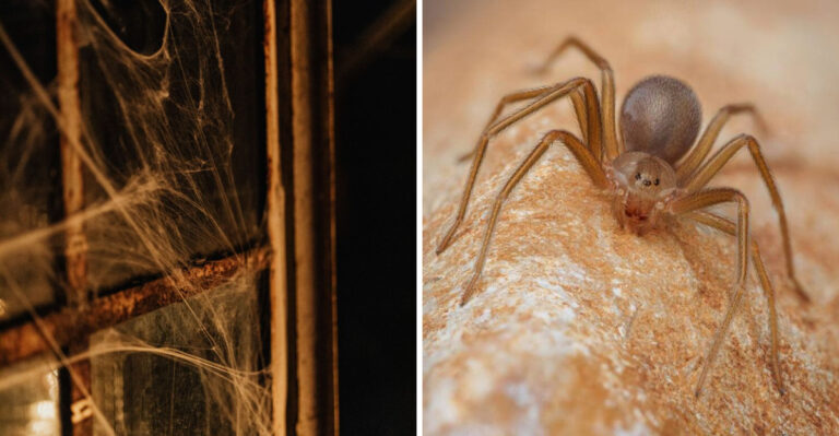 8 Signs Brown Recluse Spiders Are Moving Indoors Across Alabama This Fall