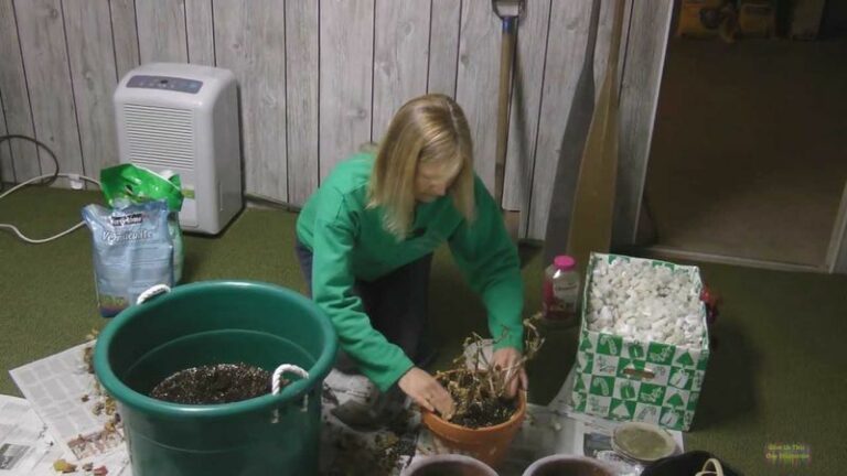 Overwintering Geraniums In Your Wisconsin Basement May Help You Save Plants For Next Spring