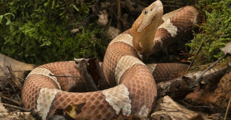 Why Your Virginia Yard Is Attracting Copperheads This September