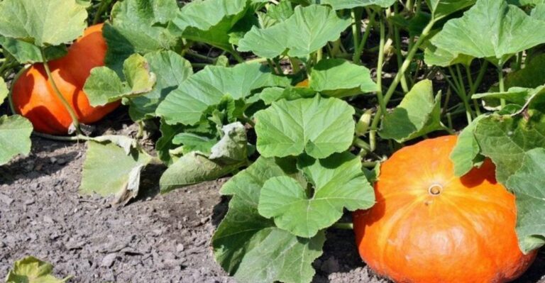 Leave Pumpkins On The Vine Until This Happens – But Watch The Ohio Frost Forecast