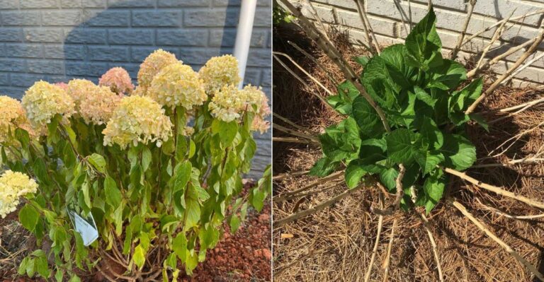 How To Revive A Hydrangea After Transplant Shock In Oregon