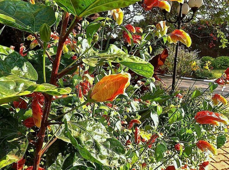 Your Arizona Hibiscus Opens At Dawn And Is Gone By Dusk – Here’s The Strange Reason Why