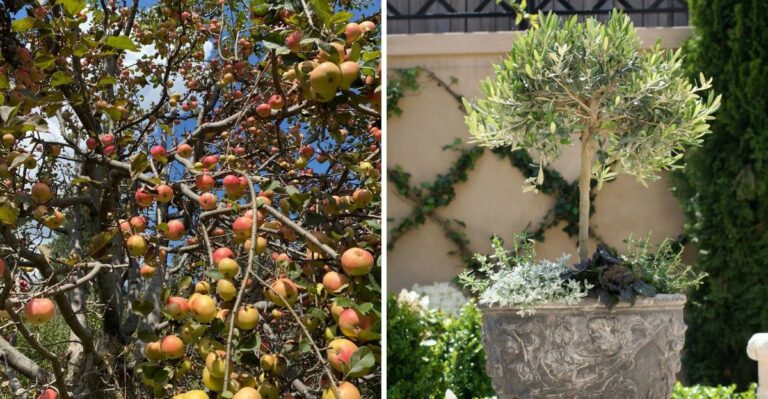 8 California Trees That Can Benefit From Deep Watering Before Winter
