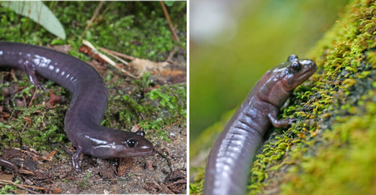 The Alabama Salamander Found Nowhere Else On Earth Is Active Right Now
