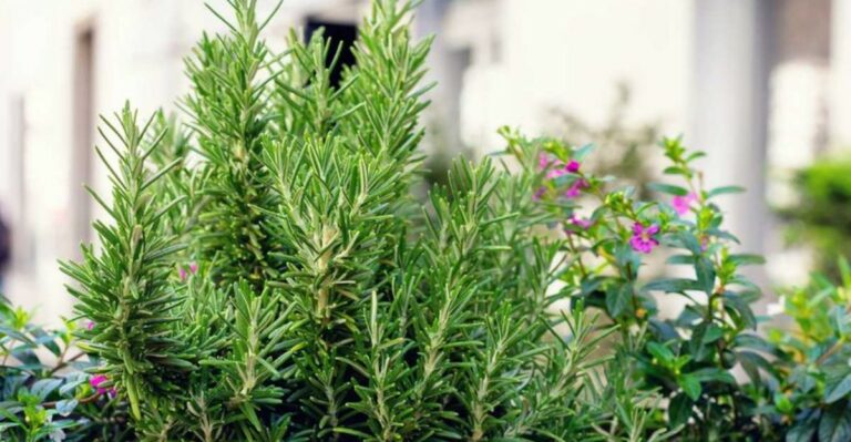 7 Popular Florida Plants You’re Probably Watering Too Much As September Arrives