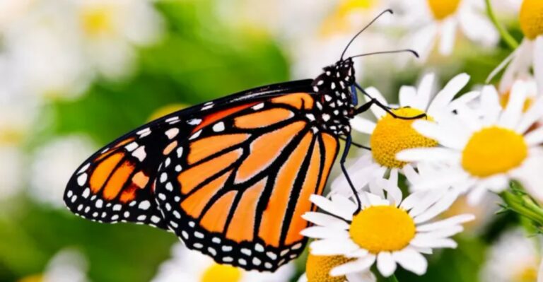 What It Means That So Many Mexico-Bound Monarchs Started In An Iowa Backyard