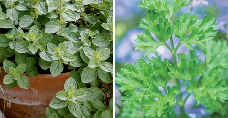 9 California Herbs That Can Keep Producing As Fall Arrives