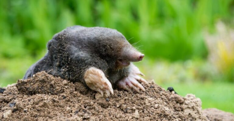 Pennsylvania Lawns Need This Before Fall Or Mole Damage Spreads