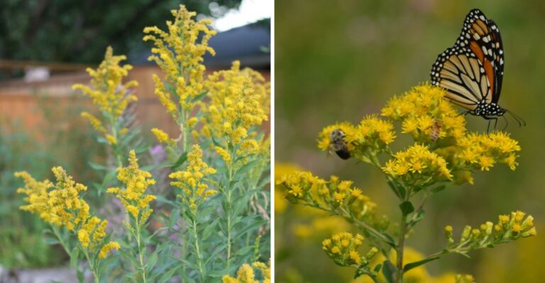The Yellow Roadside Bloom Alabama Once Called Its State Flower Keeps Getting Blamed For Something It Does Not Do