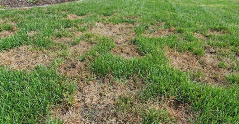How To Repair Drought-Damaged Lawn Spots In Michigan This Fall