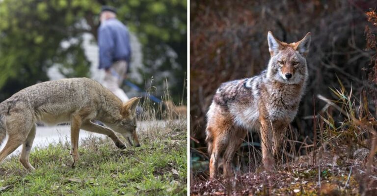 The Meaning Behind Coyotes Visiting Your Pennsylvania Yard