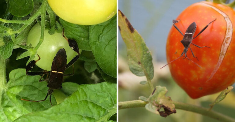 Garden Habits That Attract Leaffooted Bugs To Georgia Vegetable Beds
