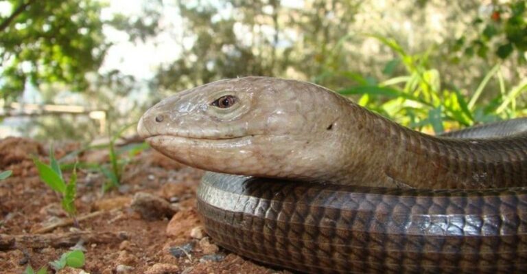 This Yard Visitor Can Easily Be Mistaken For A Snake In Georgia