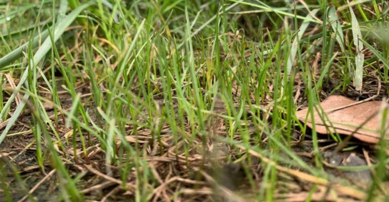 How To Help A Georgia Lawn Recover After Storm Damage And Heat Stress