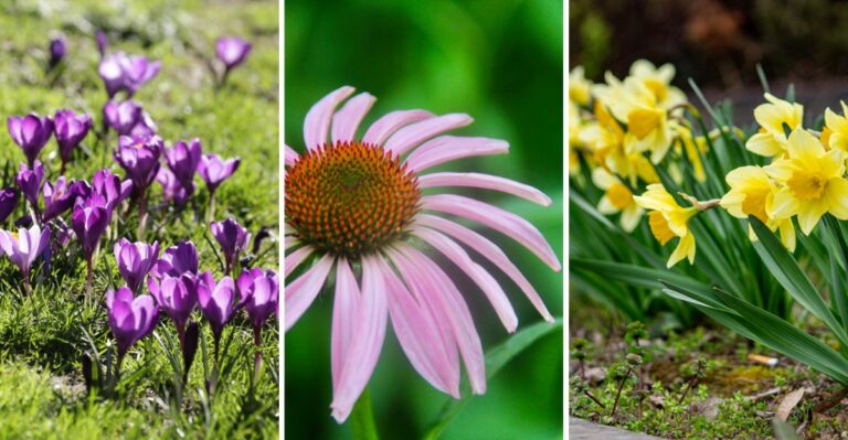 What Every New York Homeowner Should Plant This October Before First Frost