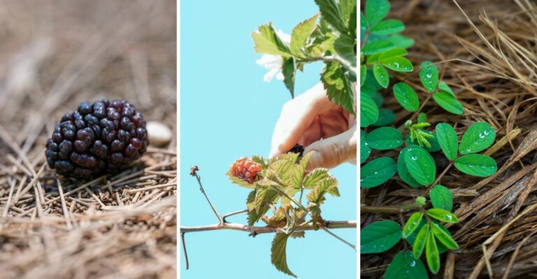 8 Steps Every Virginia Blackberry Grower Should Take After Harvest Ends