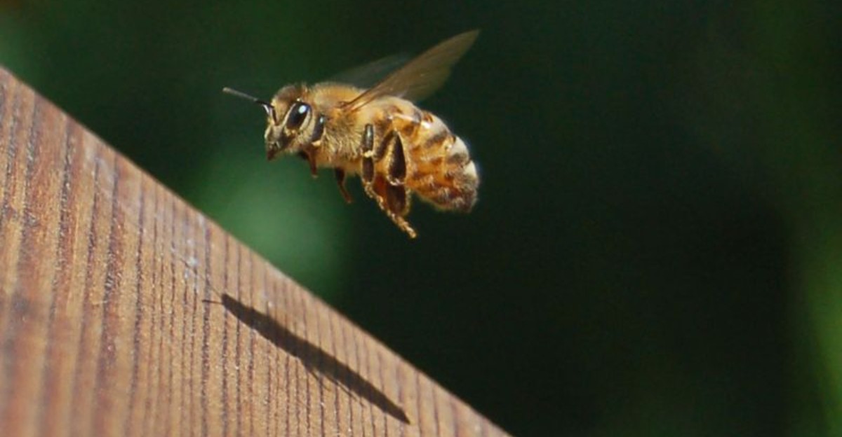 bee flying over a wooden fence