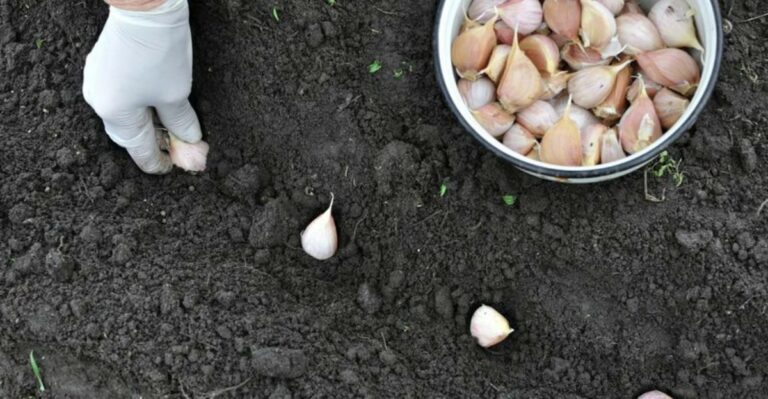 Indiana Gardeners Have A Narrow Window To Get Garlic Into The Ground