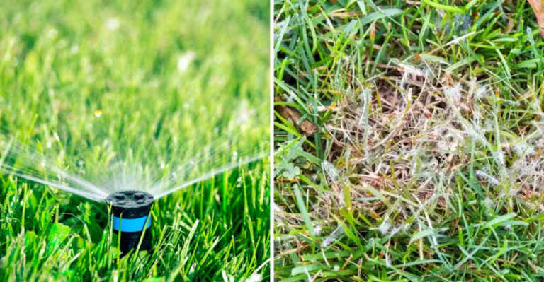 This Evening Watering Habit Can Bring Fungus To Georgia Lawns