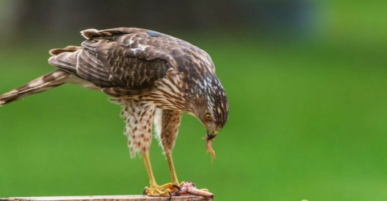 What It Means When A Hawk Starts Hunting In Your Georgia Yard