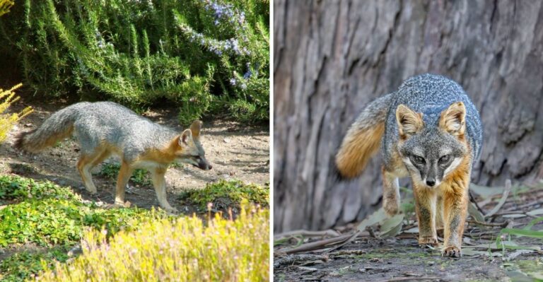 Why Gray Foxes Are Visiting More California Yards As Nights Cool